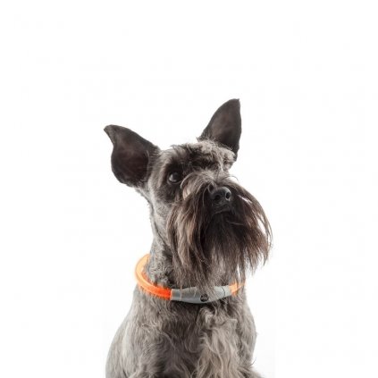 Obojek LED pro domácí mazlíčky Petlux InnovaGoods